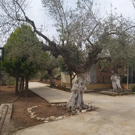 Olive Georgia * Filiatra