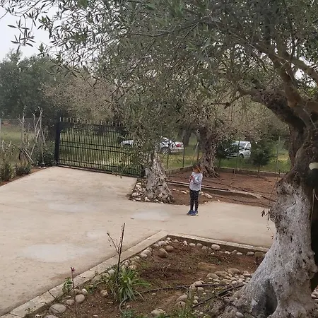 Olive Georgia * Filiatra